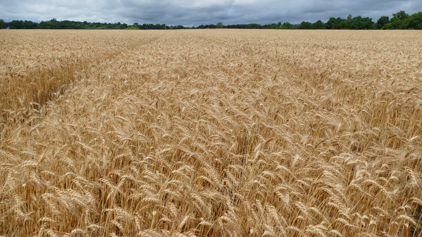 Mature wheat field.